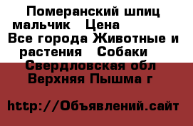 Померанский шпиц мальчик › Цена ­ 30 000 - Все города Животные и растения » Собаки   . Свердловская обл.,Верхняя Пышма г.